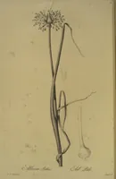 Picture 540 of 960 from Les liliacées (1805), leaf 278