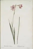 Picture 541 of 960 from Les liliacées (1805), leaf 279