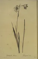 Picture 542 of 960 from Les liliacées (1805), leaf 279