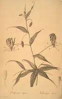 An illustration from Les liliacées (1805)