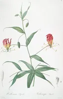 Picture 52 of 960 from Les liliacées (1805), leaf 28