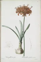Picture 543 of 960 from Les liliacées (1805), leaf 280