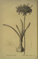 An illustration from Les liliacées (1805)