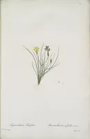 Picture 545 of 960 from Les liliacées (1805), leaf 281