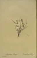 An illustration from Les liliacées (1805)