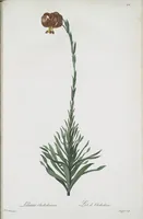 Picture 547 of 960 from Les liliacées (1805), leaf 282