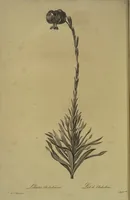 Picture 548 of 960 from Les liliacées (1805), leaf 282