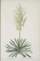 An illustration from Les liliacées (1805)
