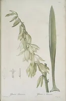 Picture 551 of 960 from Les liliacées (1805), leaf 284