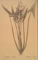 Picture 552 of 960 from Les liliacées (1805), leaf 284