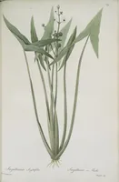 Picture 553 of 960 from Les liliacées (1805), leaf 285