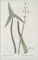 Picture 554 of 960 from Les liliacées (1805), leaf 286