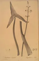 Picture 555 of 960 from Les liliacées (1805), leaf 286