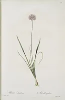 Picture 557 of 960 from Les liliacées (1805), leaf 287