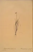 Picture 558 of 960 from Les liliacées (1805), leaf 288