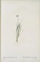 Picture 559 of 960 from Les liliacées (1805), leaf 288