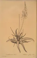 An illustration from Les liliacées (1805)