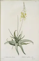 Picture 561 of 960 from Les liliacées (1805), leaf 289