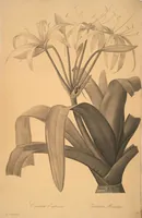 Picture 53 of 960 from Les liliacées (1805), leaf 29