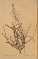 Picture 562 of 960 from Les liliacées (1805), leaf 290