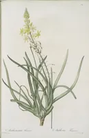 Picture 563 of 960 from Les liliacées (1805), leaf 290