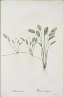 Picture 564 of 960 from Les liliacées (1805), leaf 291