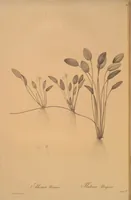 Picture 565 of 960 from Les liliacées (1805), leaf 291