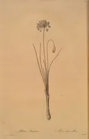 Picture 566 of 960 from Les liliacées (1805), leaf 292