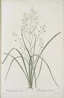 Picture 567 of 960 from Les liliacées (1805), leaf 293