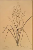 Picture 568 of 960 from Les liliacées (1805), leaf 293