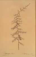 Picture 569 of 960 from Les liliacées (1805), leaf 294