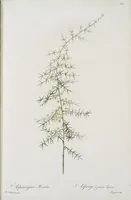 Picture 570 of 960 from Les liliacées (1805), leaf 294