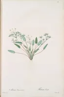 Picture 571 of 960 from Les liliacées (1805), leaf 295
