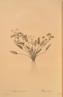 An illustration from Les liliacées (1805)