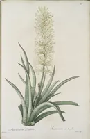 Picture 573 of 960 from Les liliacées (1805), leaf 296