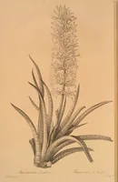 Picture 574 of 960 from Les liliacées (1805), leaf 296