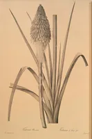 Picture 575 of 960 from Les liliacées (1805), leaf 297