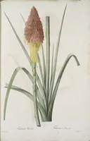 Picture 576 of 960 from Les liliacées (1805), leaf 297