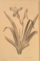 Picture 578 of 960 from Les liliacées (1805), leaf 298
