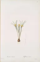 Picture 579 of 960 from Les liliacées (1805), leaf 299