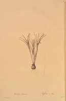 Picture 580 of 960 from Les liliacées (1805), leaf 299