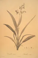 Picture 3 of 960 from Les liliacées (1805), leaf 3