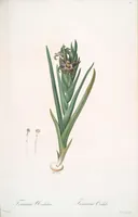 Picture 55 of 960 from Les liliacées (1805), leaf 30