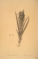 Picture 56 of 960 from Les liliacées (1805), leaf 30
