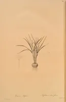 Picture 581 of 960 from Les liliacées (1805), leaf 300