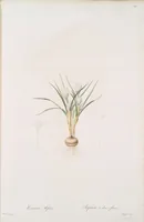 Picture 582 of 960 from Les liliacées (1805), leaf 300