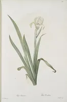 Picture 583 of 960 from Les liliacées (1805), leaf 301