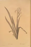 Picture 584 of 960 from Les liliacées (1805), leaf 301