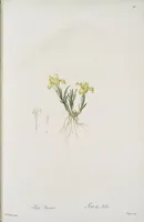 Picture 585 of 960 from Les liliacées (1805), leaf 302