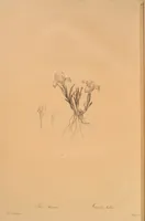 Picture 586 of 960 from Les liliacées (1805), leaf 302